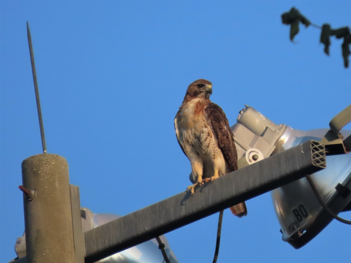 Red-tailed Hawk - ML607358131