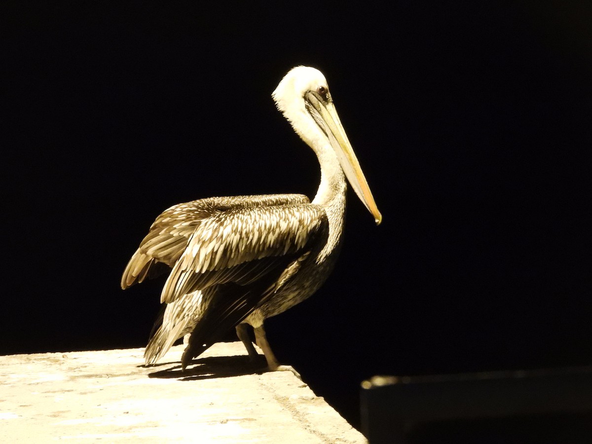Peruvian Pelican - ML607359841