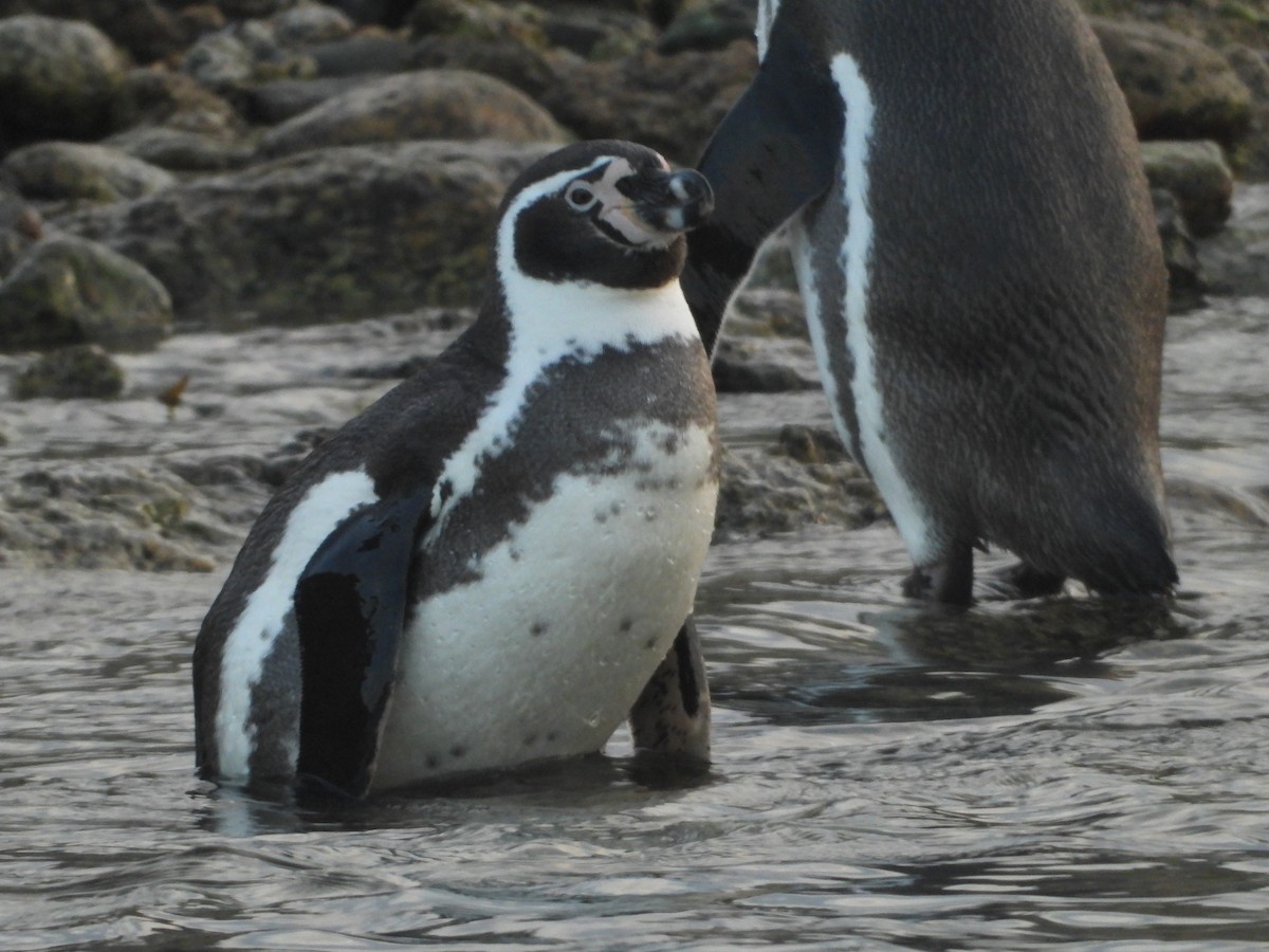 Humboldt Penguin - ML607359961