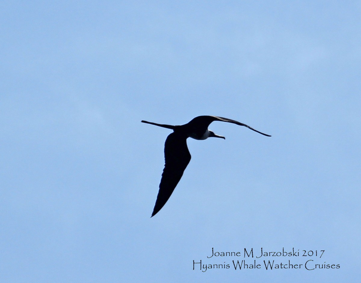 Magnificent Frigatebird - Joanne Jarzobski