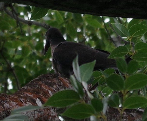 White-crowned Pigeon - h rudy sawyer