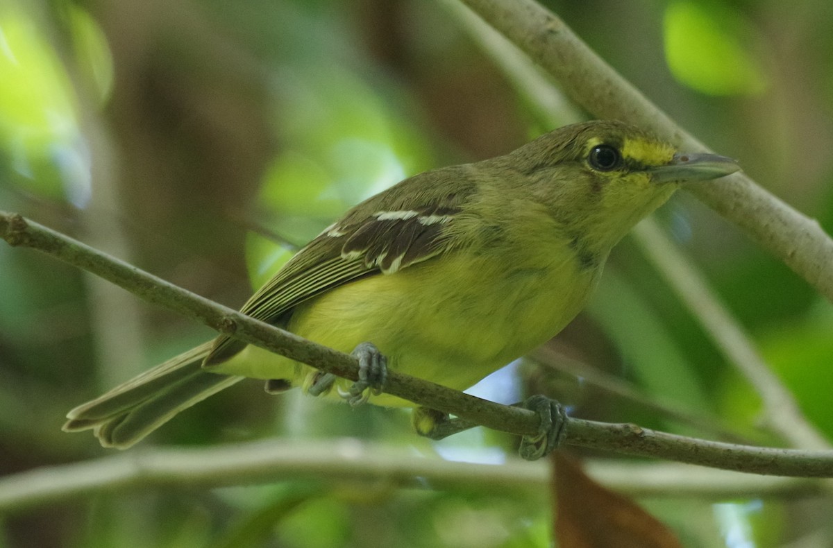 Thick-billed Vireo - h rudy sawyer