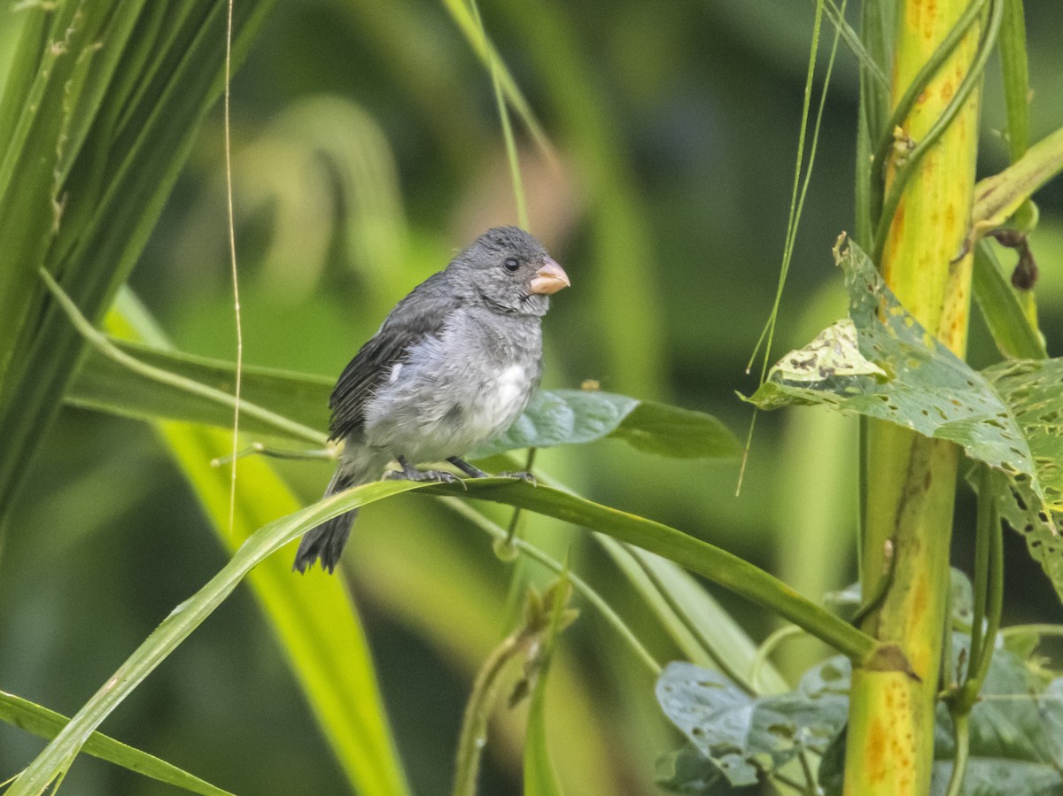 Gray Seedeater - ML607363161