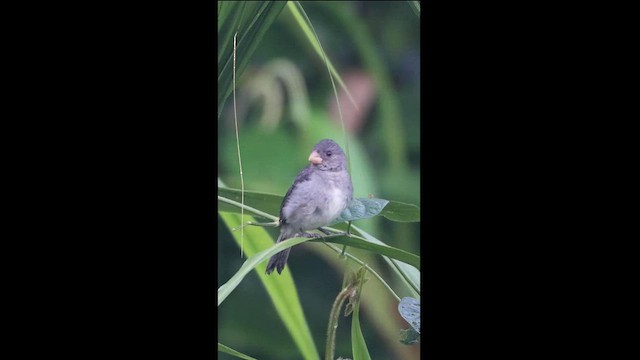 Gray Seedeater - ML607363211