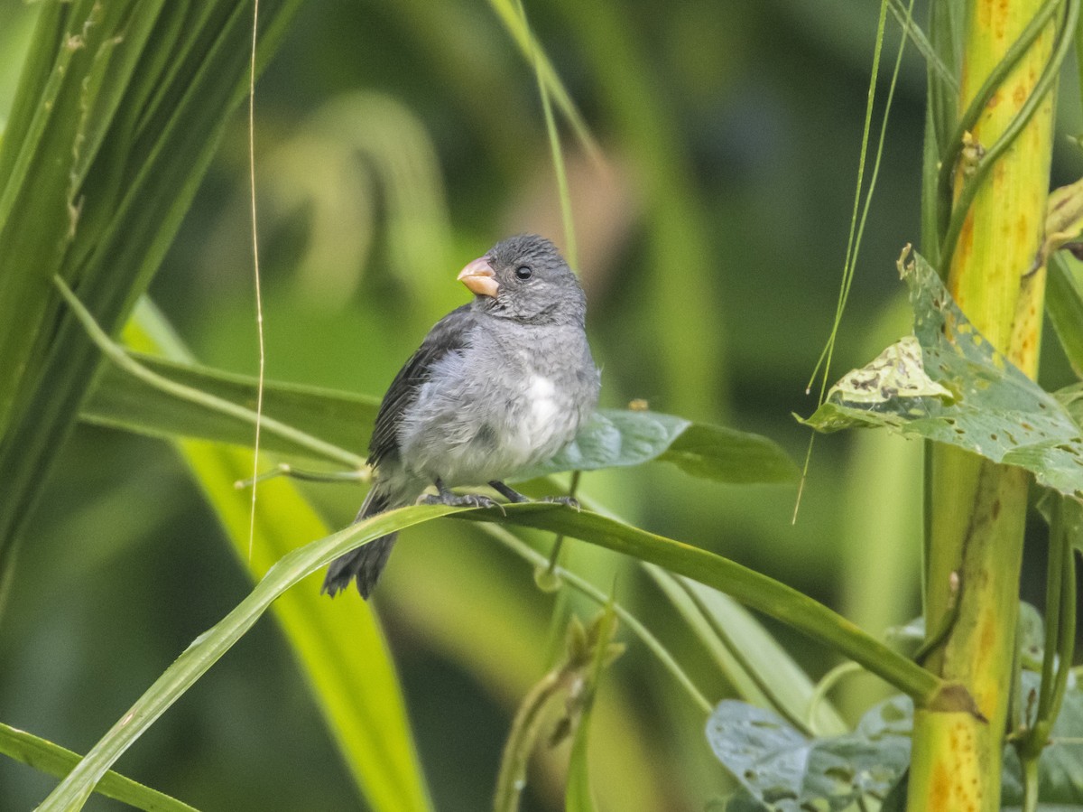 Gray Seedeater - ML607363841