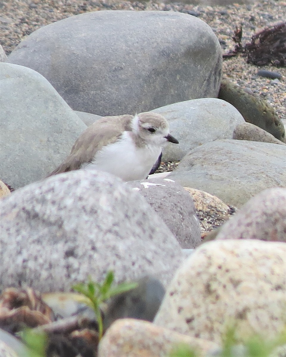 Piping Plover - ML607364551