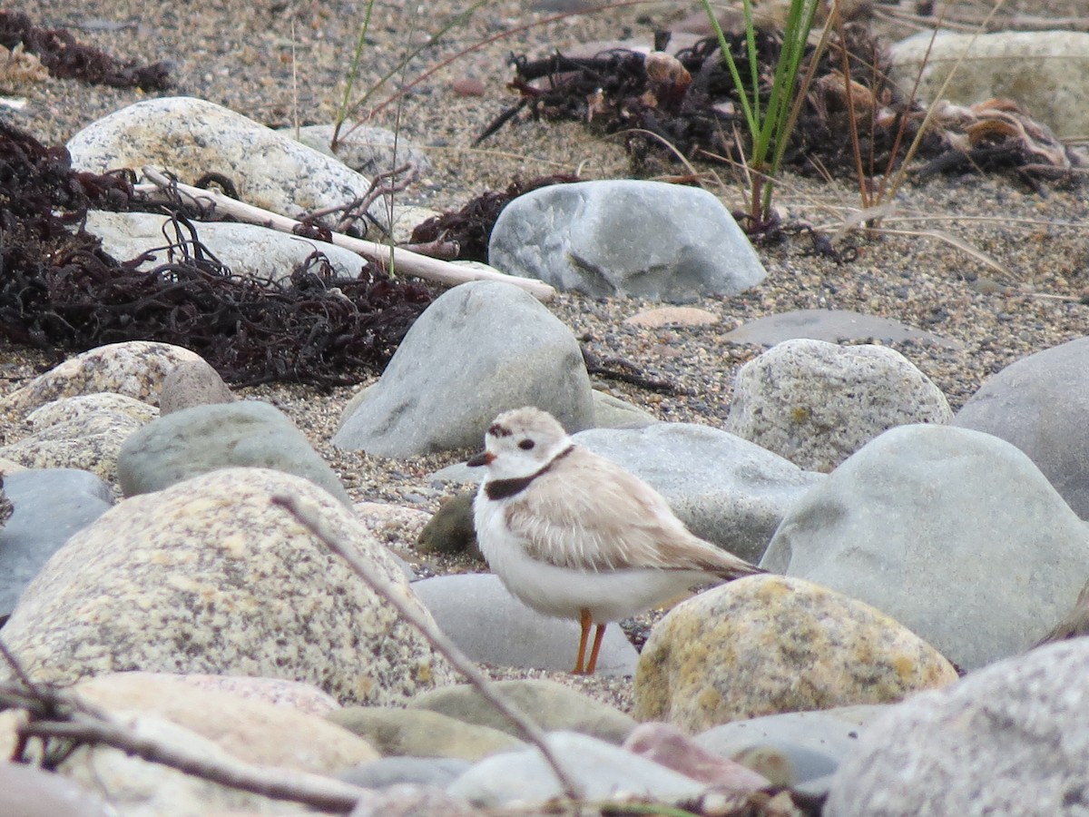 Piping Plover - ML607364581