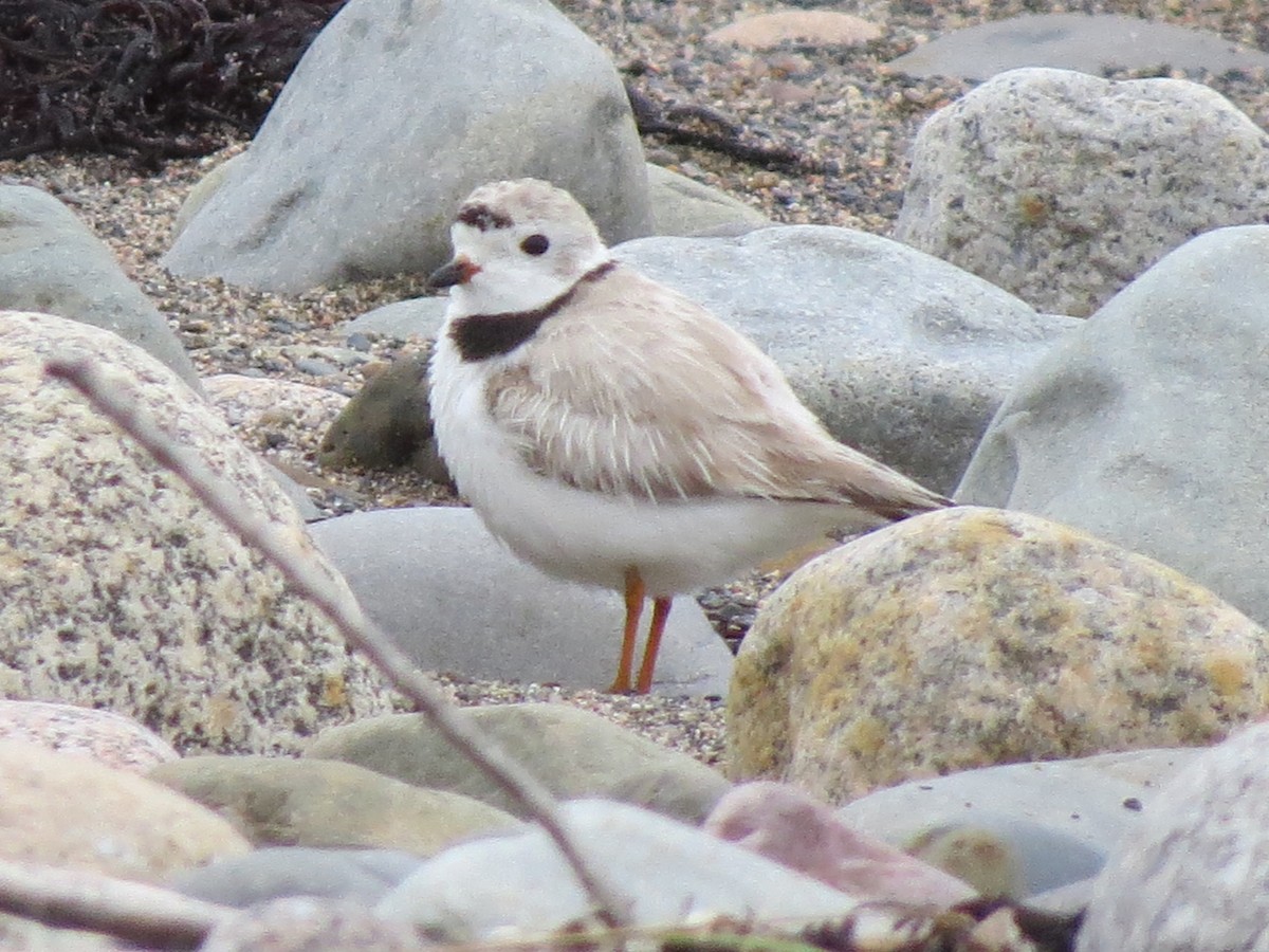 Piping Plover - ML607364671