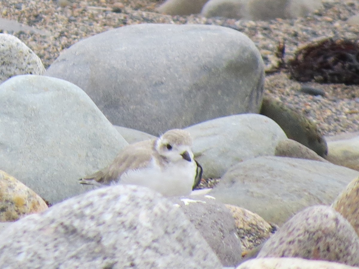 Piping Plover - ML607364681