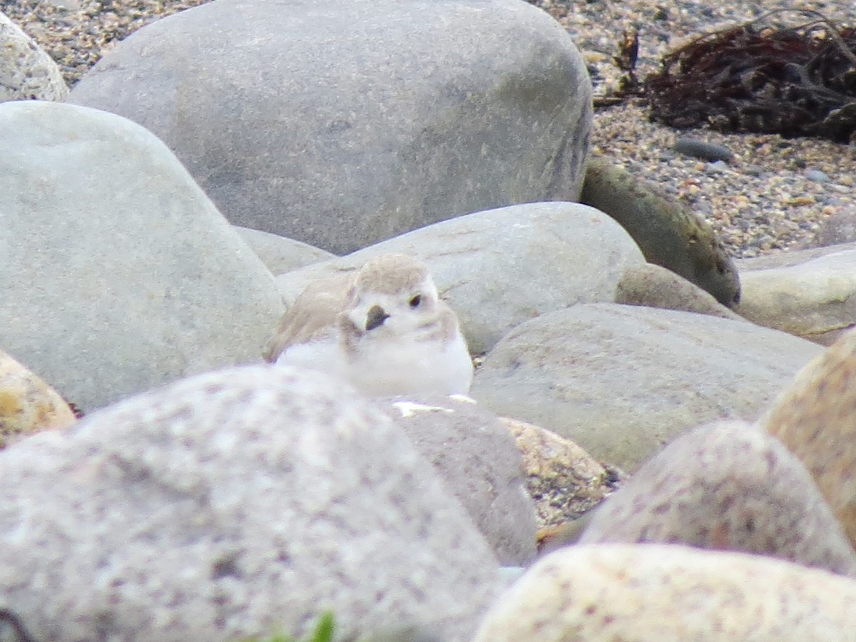 Piping Plover - ML607364821
