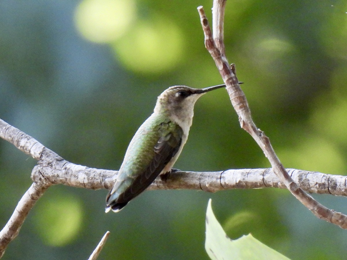 Ruby-throated Hummingbird - ML607366351
