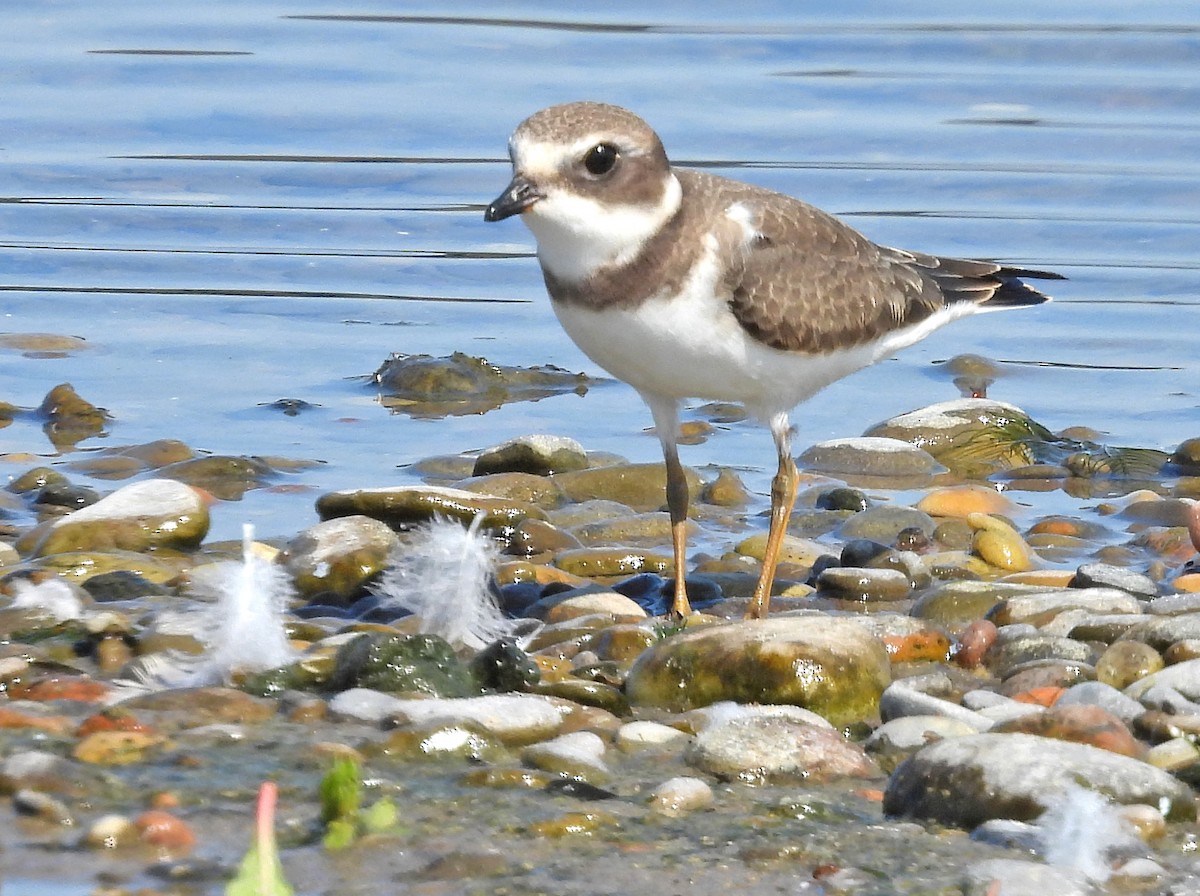 Semipalmated Plover - ML607366471
