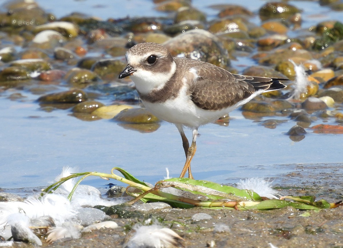 Semipalmated Plover - ML607366561