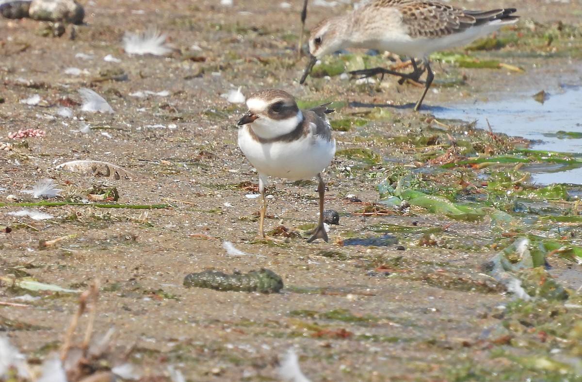 Semipalmated Plover - ML607366741