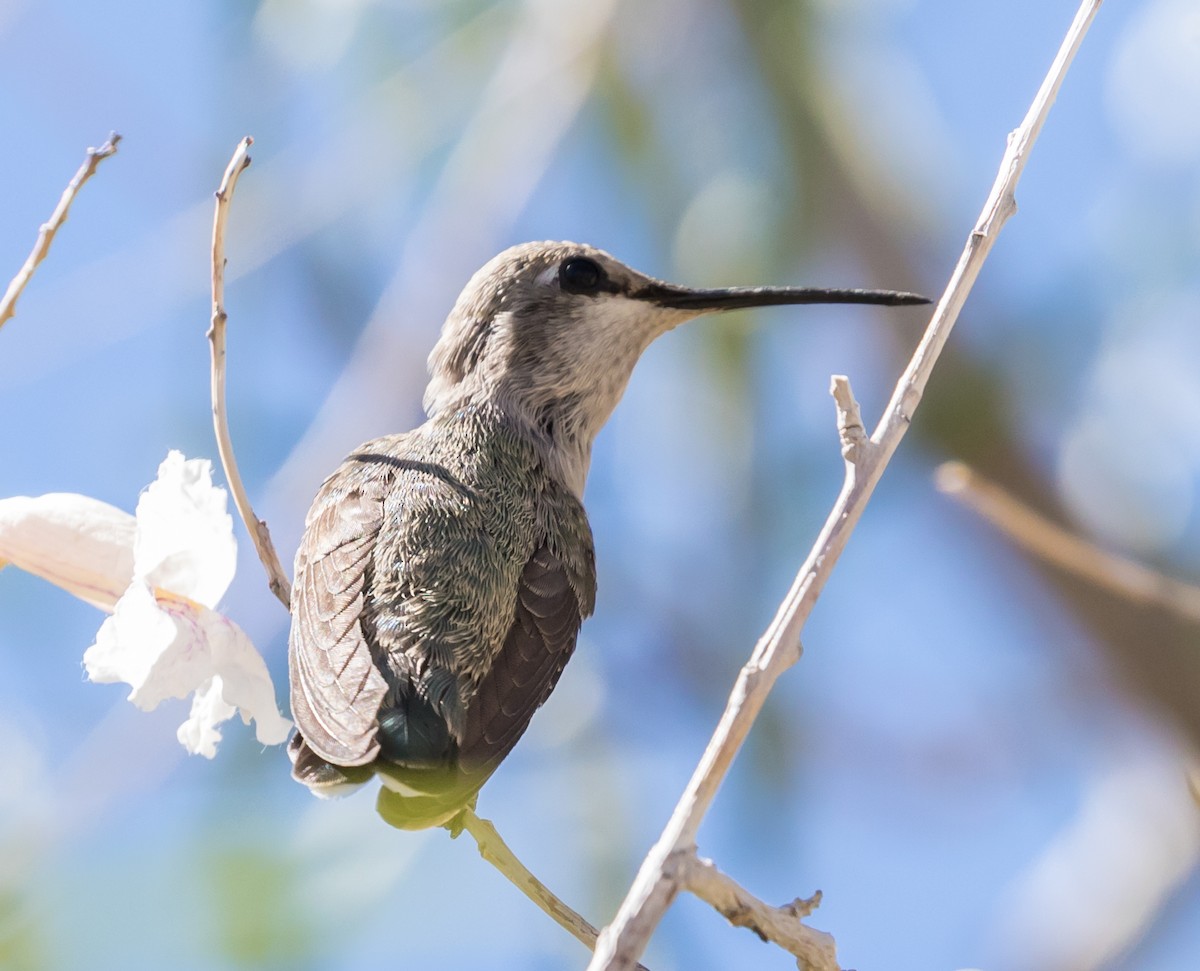Costa's Hummingbird - Maury Swoveland