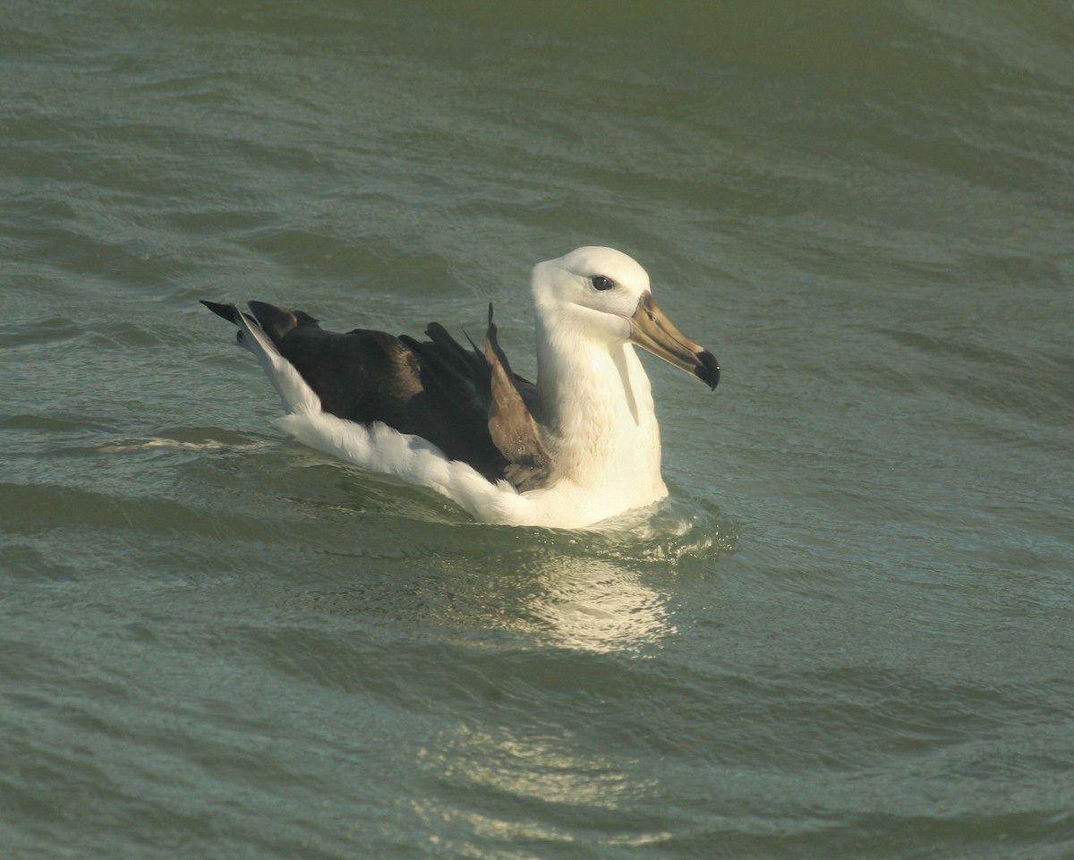 Black-browed Albatross - Guillermo Andreo