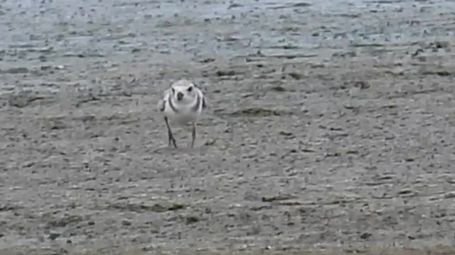 Piping Plover - ML607379491