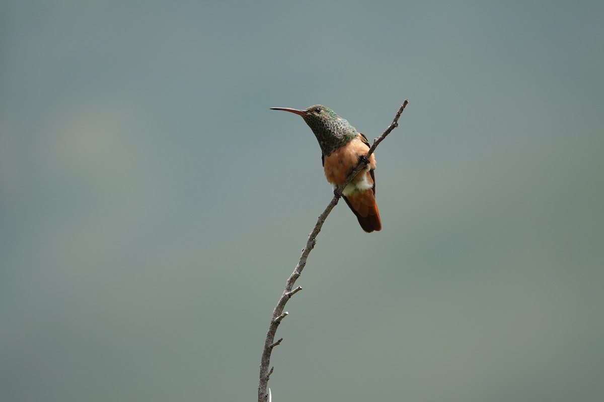 Chestnut-bellied Hummingbird - ML607381881