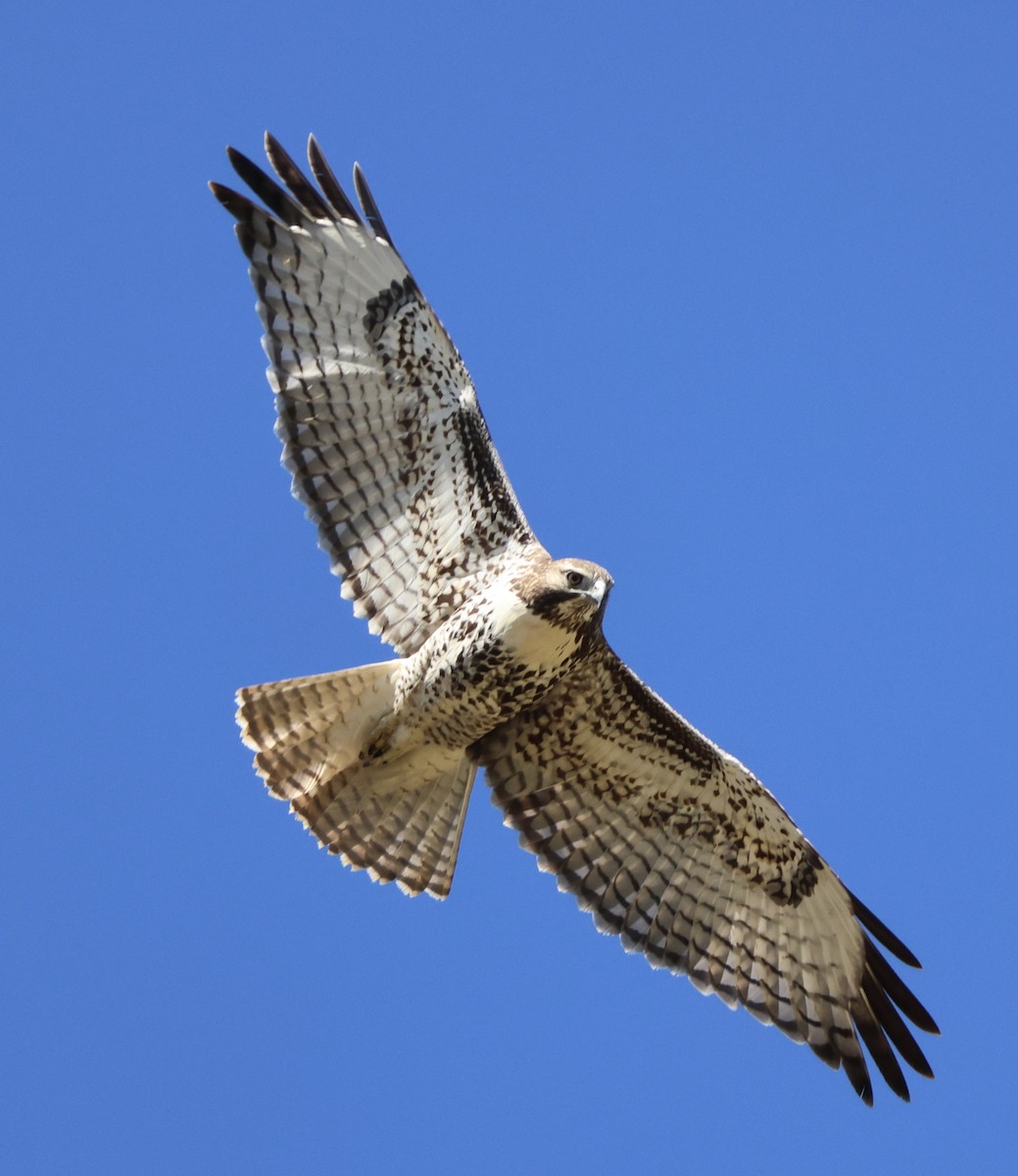 Red-tailed Hawk - ML607381911
