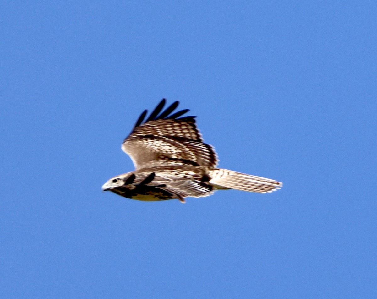 Red-tailed Hawk - ML607381921