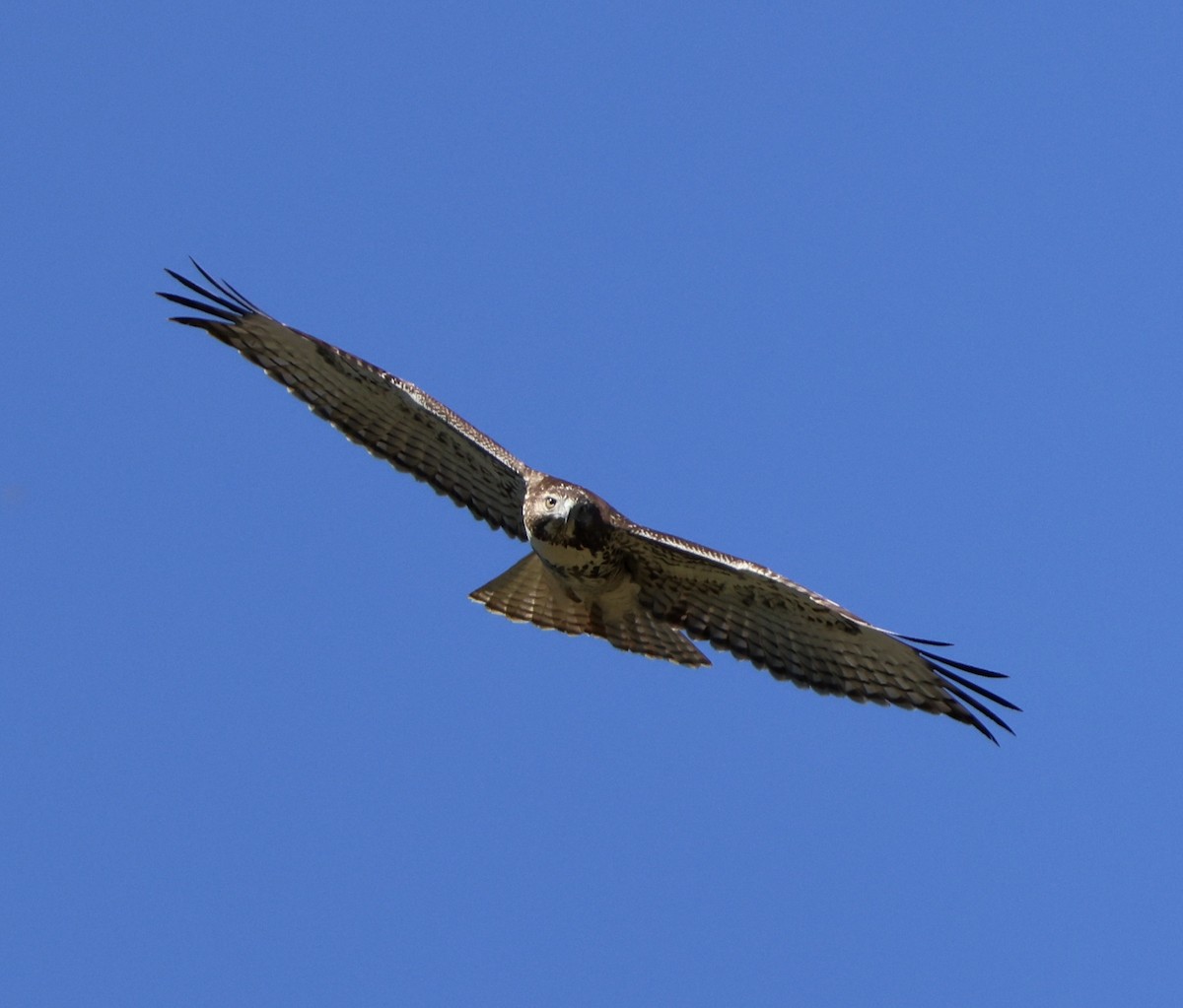 Red-tailed Hawk - ML607381931