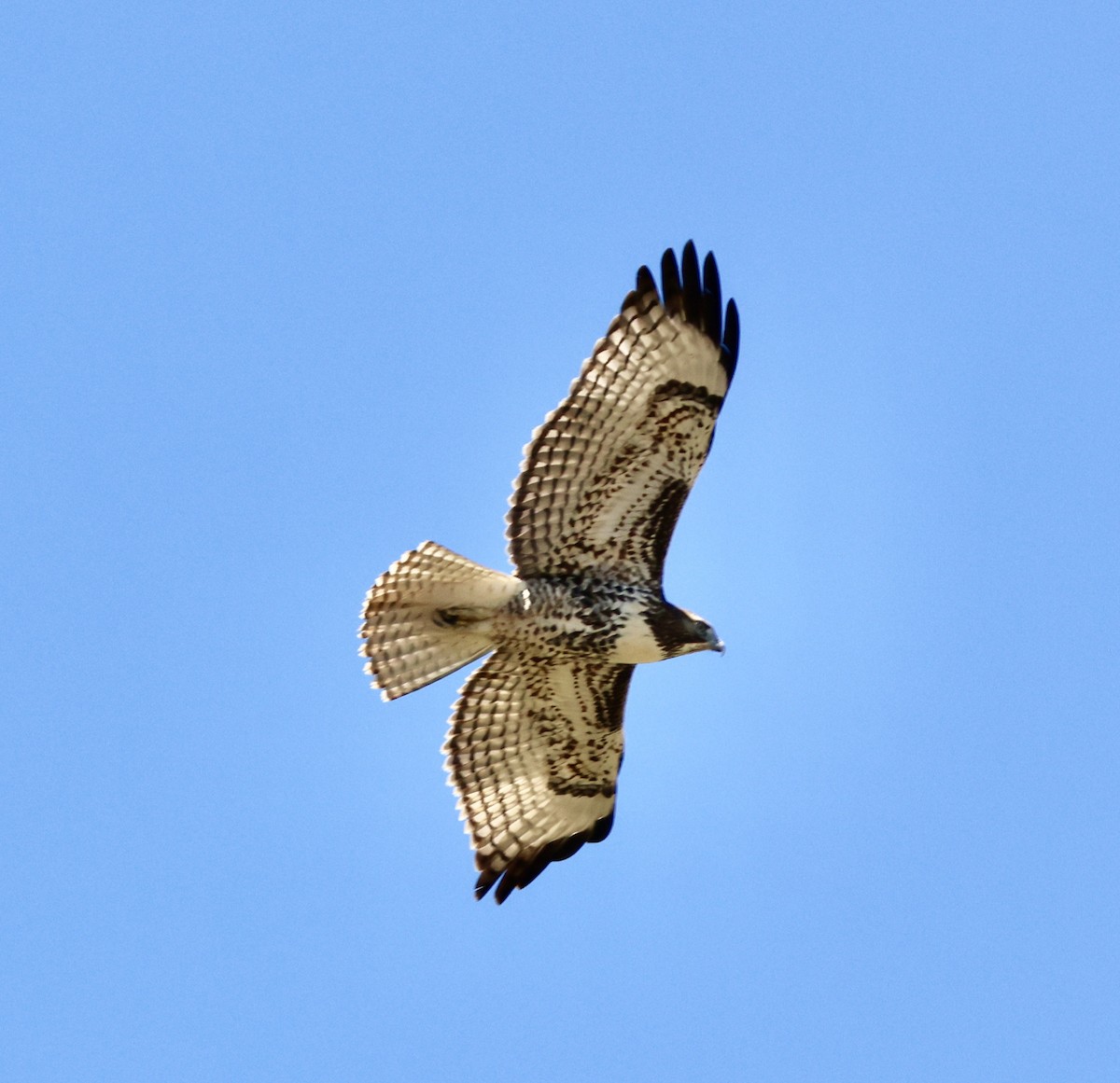 Red-tailed Hawk - ML607381941