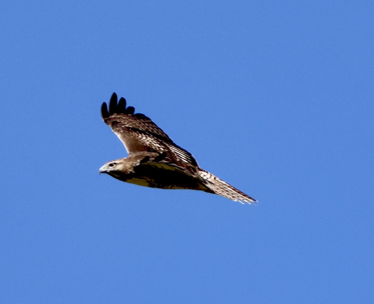Red-tailed Hawk - ML607381951