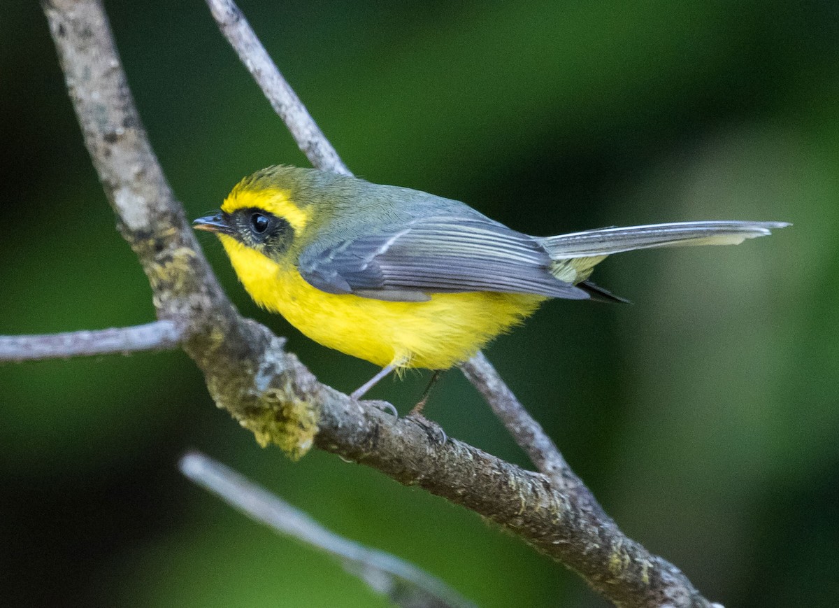 Yellow-bellied Fairy-Fantail - ML607386111