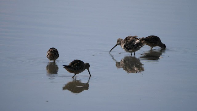 Long-billed Dowitcher - ML607386591
