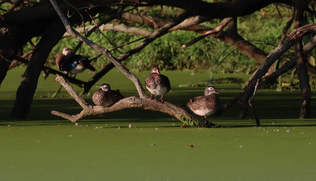 New York Breeding Bird Atlas Checklist - 26 Aug 2023 - Robinson Pond ...