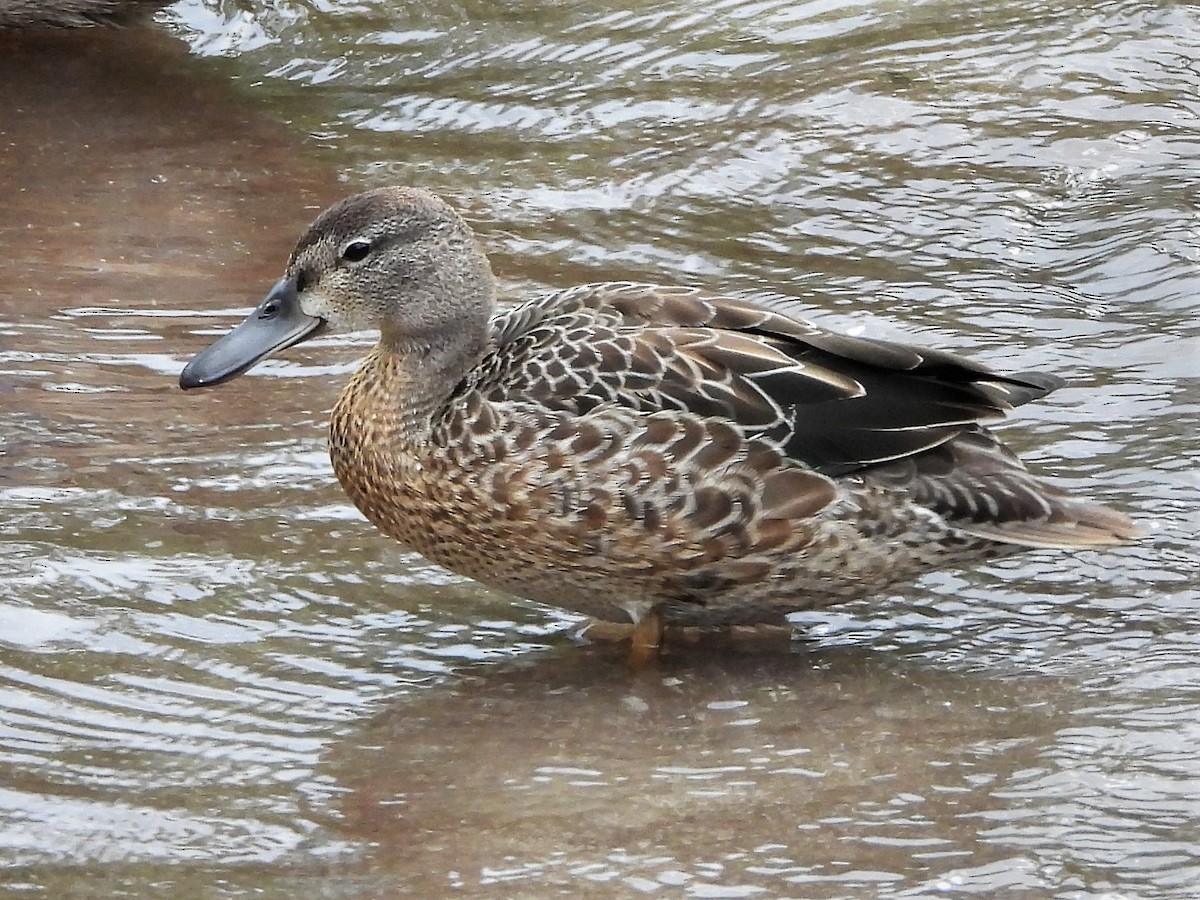Blue-winged Teal - ML607390111