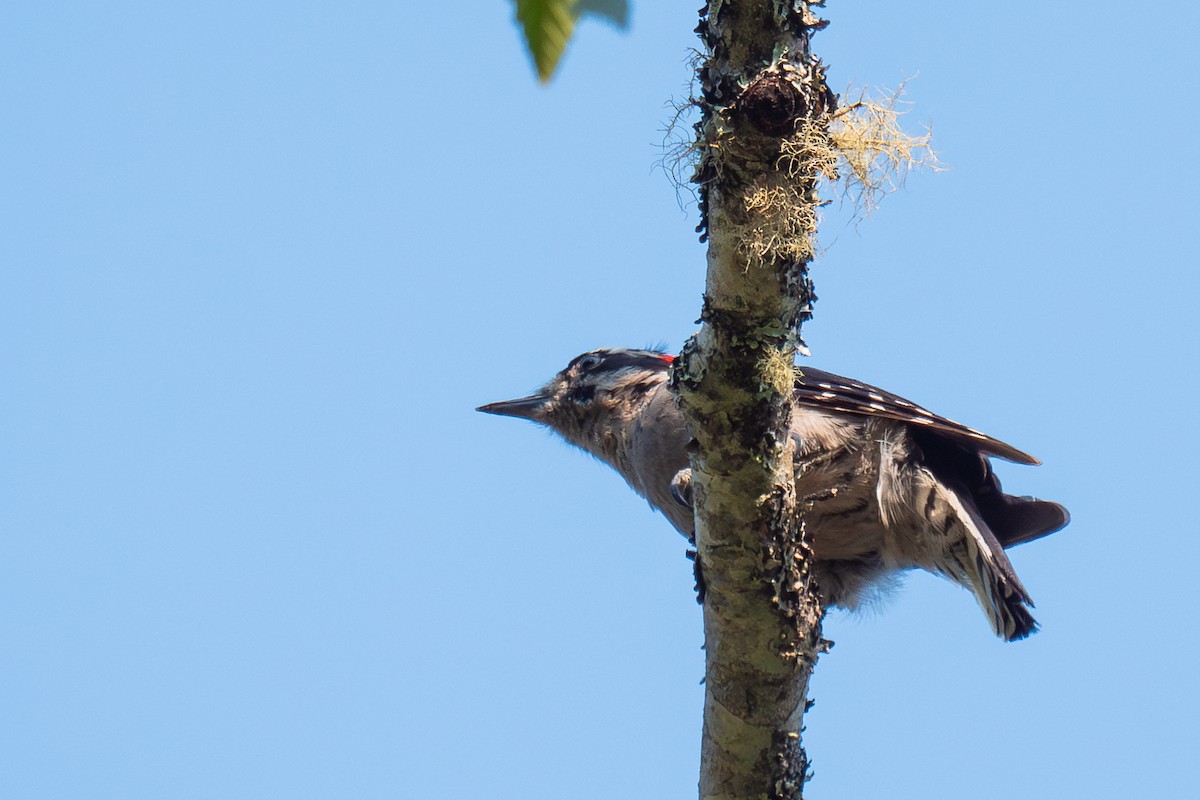 Downy Woodpecker (Pacific) - Grace Oliver