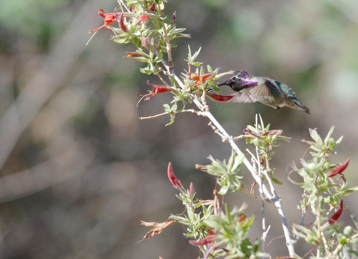 Costa's Hummingbird - ML60739281