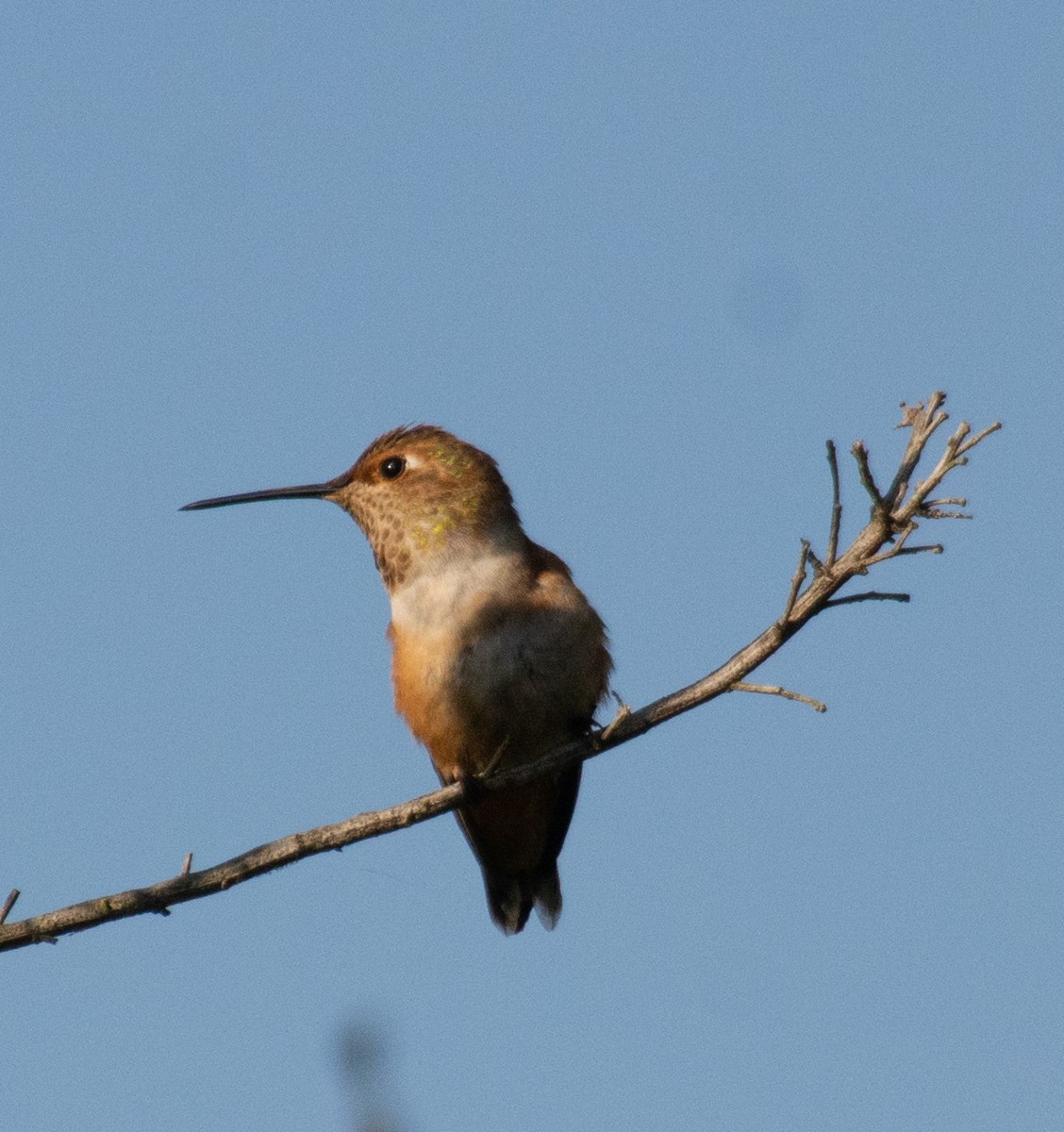 Allen's Hummingbird - ML607394181
