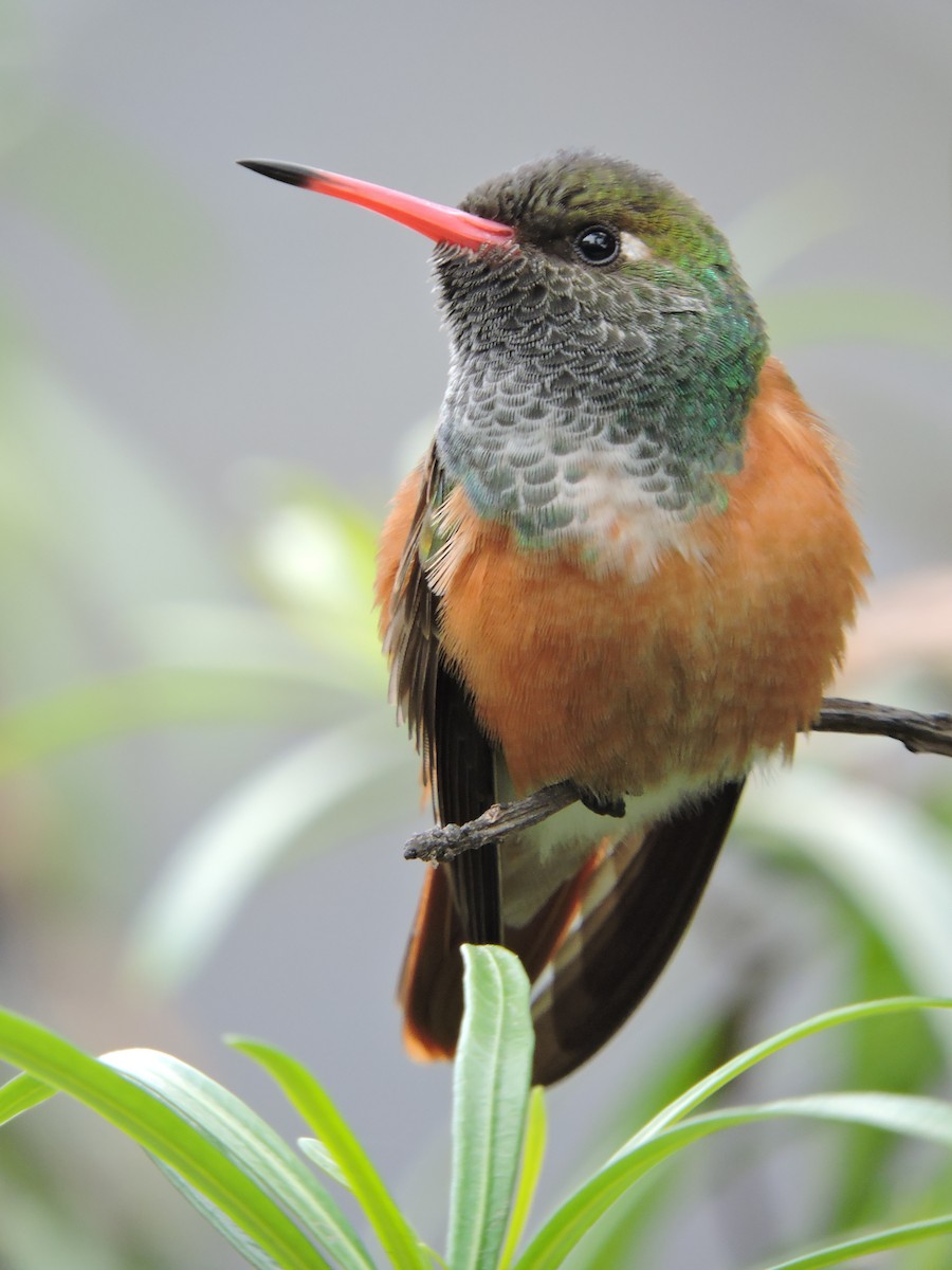 Amazilia Hummingbird - Belisario Pasco Paz