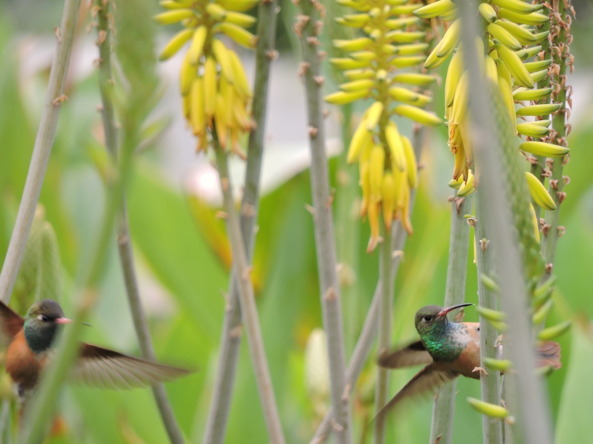 Amazilia Hummingbird - ML607395901