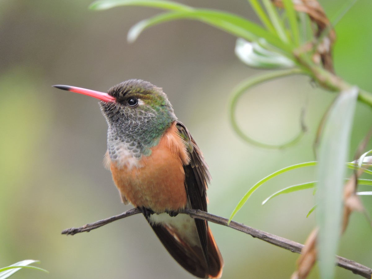 Amazilia Hummingbird - Belisario Pasco Paz