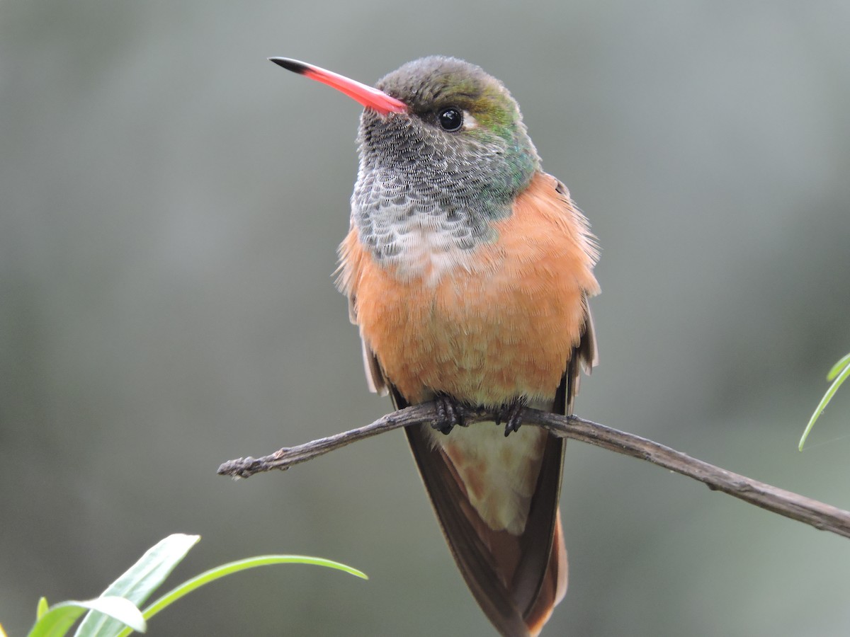 Amazilia Hummingbird - ML607395941