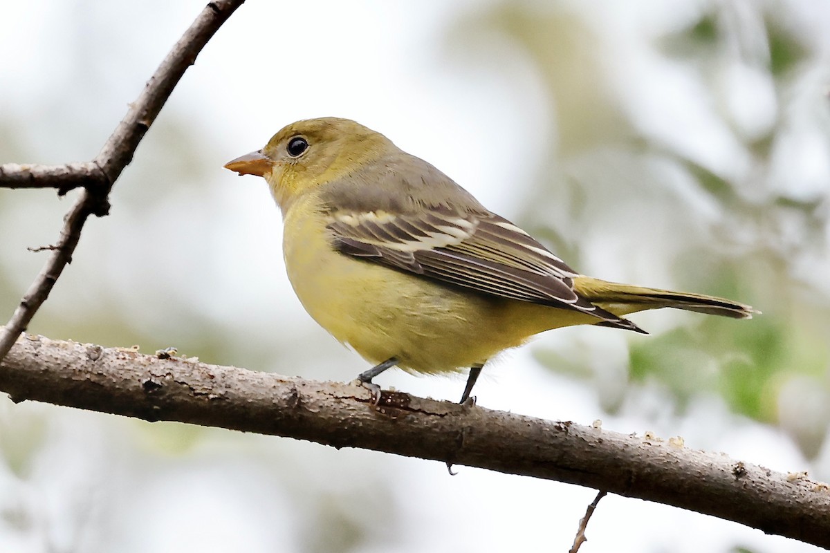 Western Tanager - ML607396511