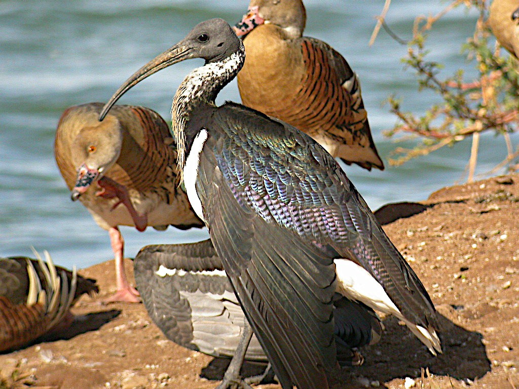 ibis slámokrký - ML607400141