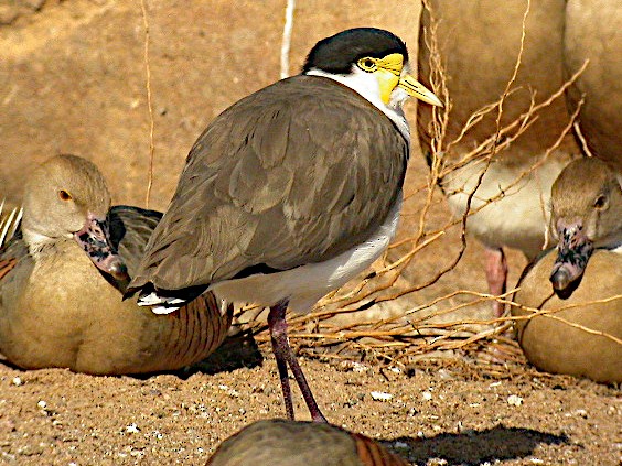 Masked Lapwing (Black-shouldered) - Peter Woodall