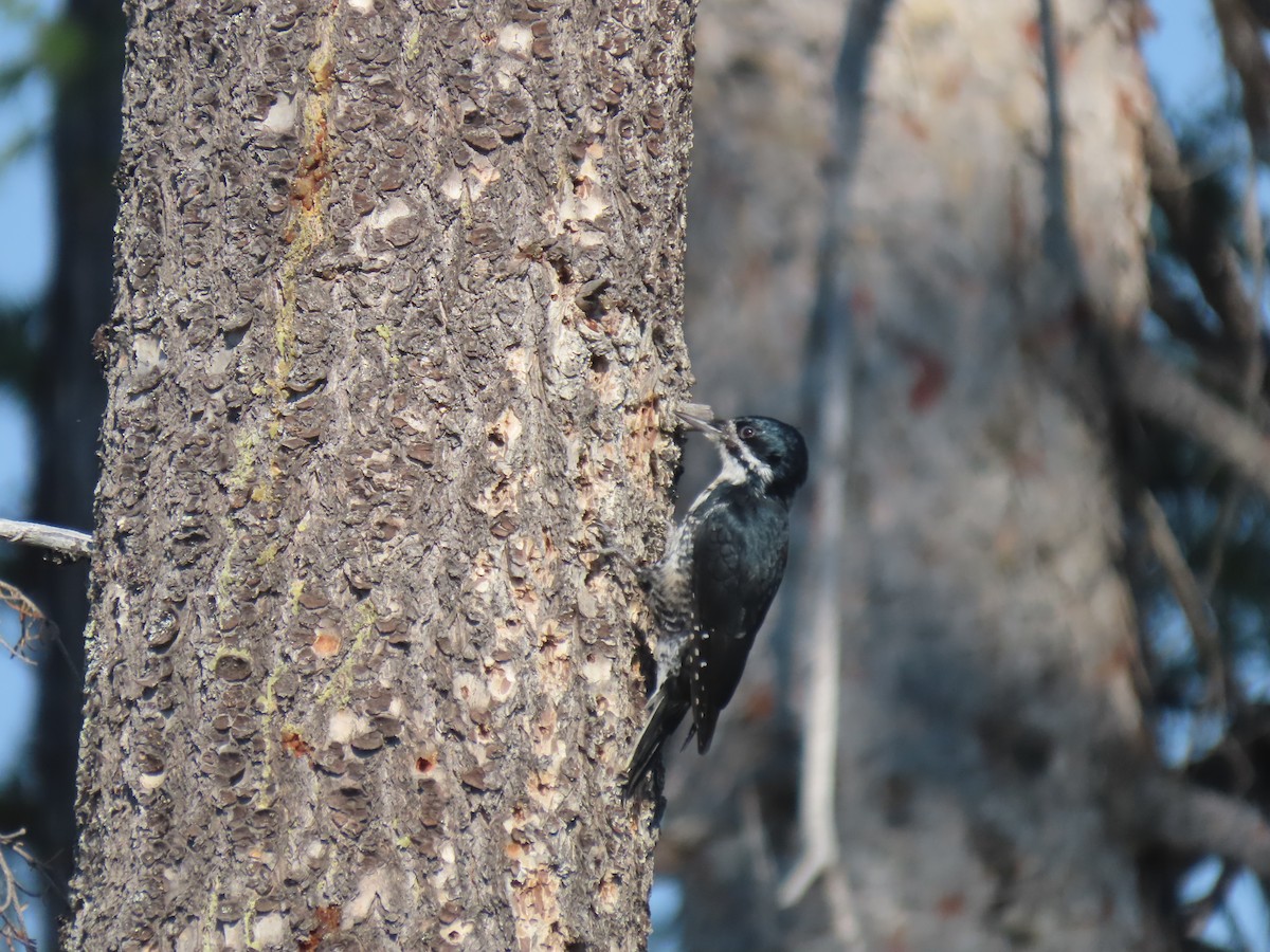 Black-backed Woodpecker - ML607405001