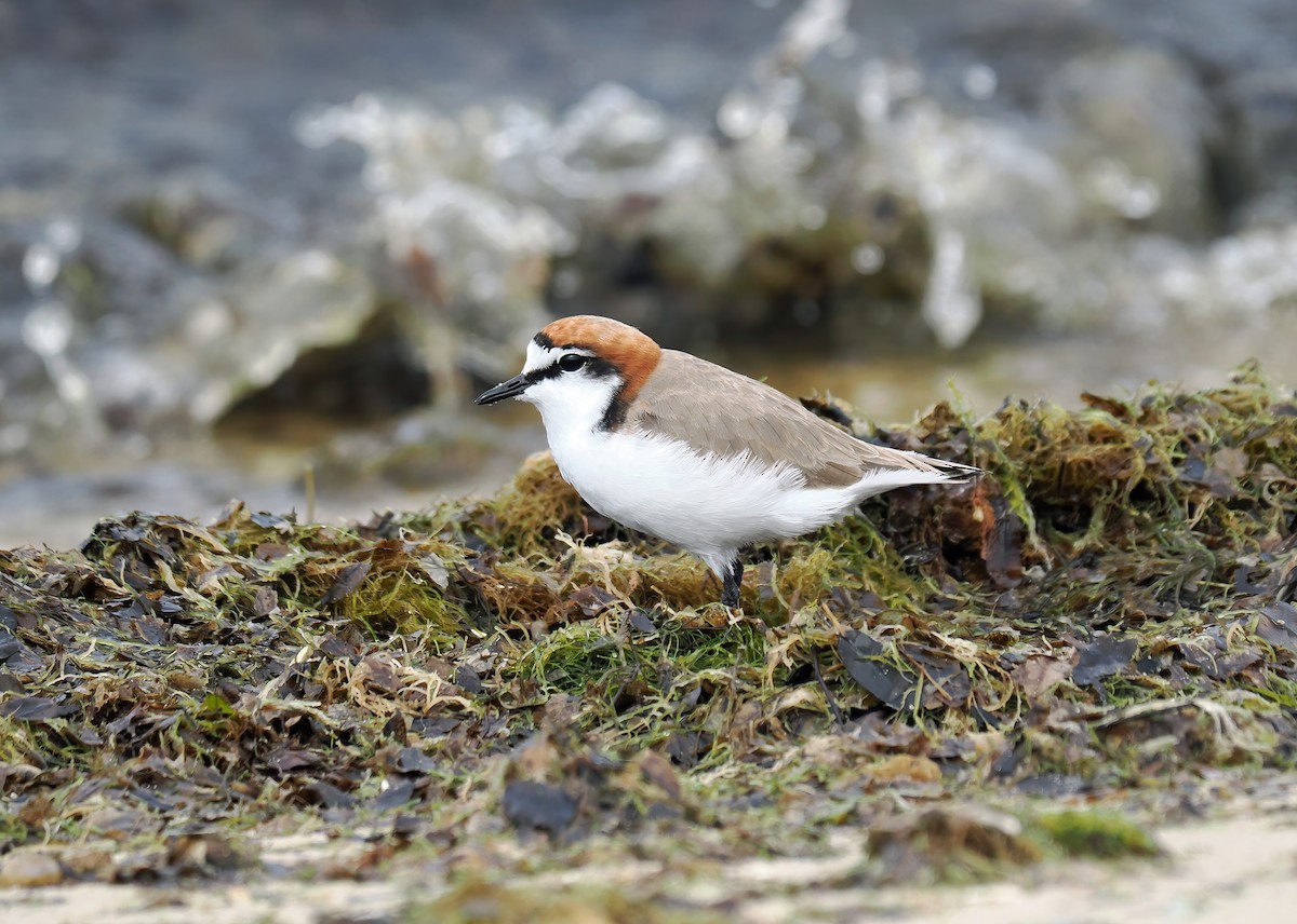 Red-capped Plover - Tony Richards