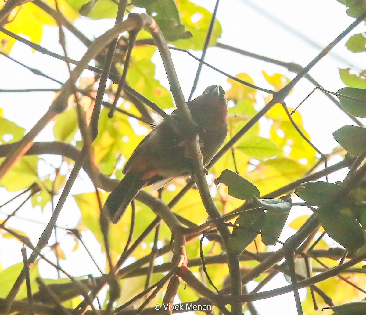 Red-collared Mountain-Babbler - ML607410701