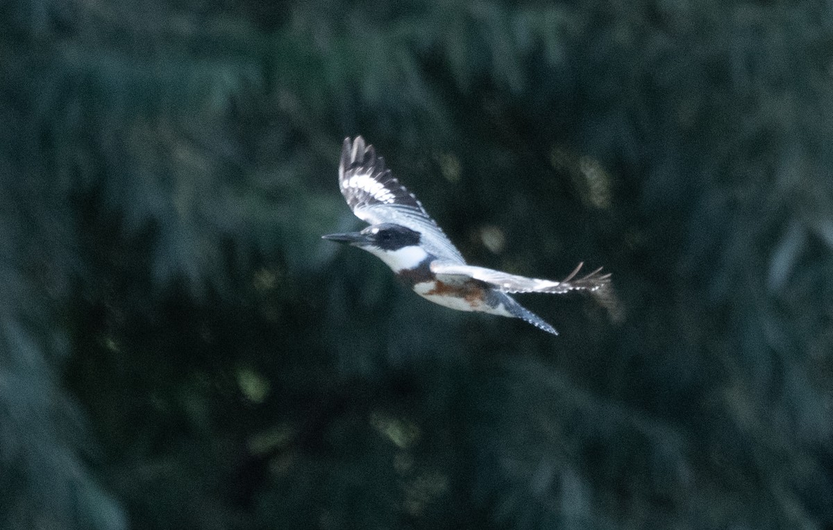 Belted Kingfisher - ML607413031