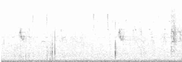 חרטומית חדת-זנב - ML607414831