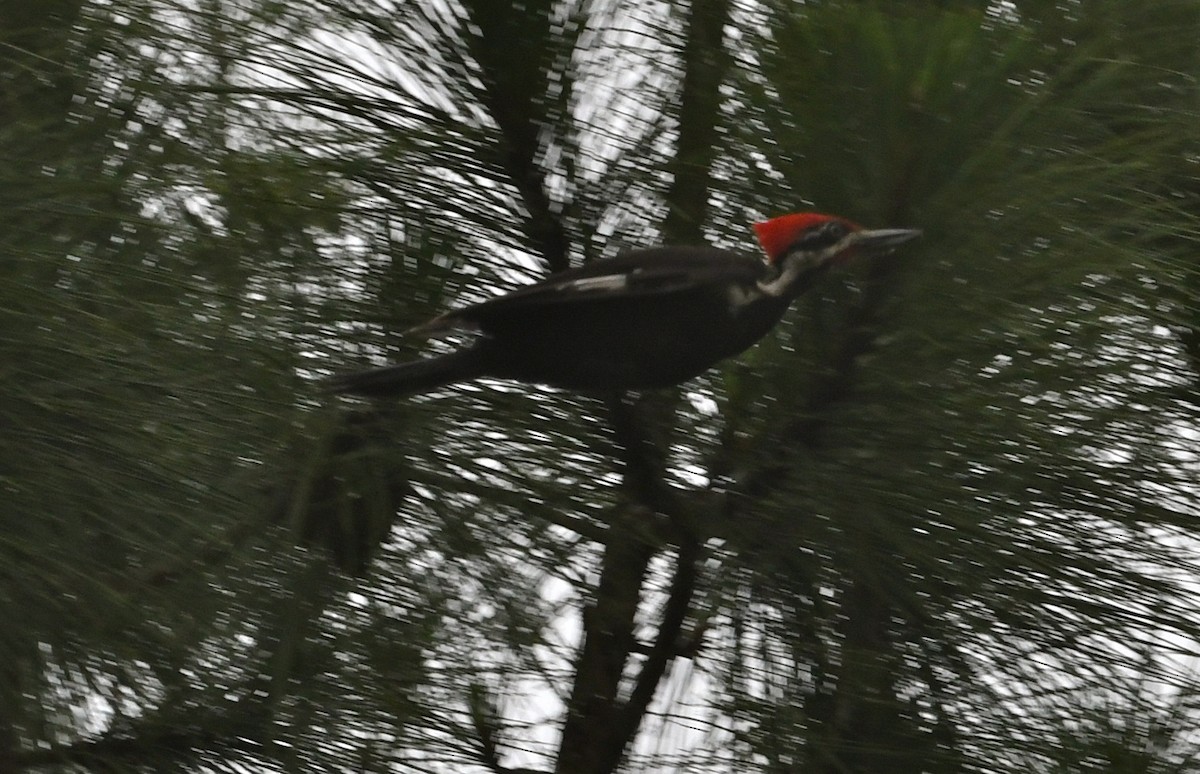 Pileated Woodpecker - ML60741761