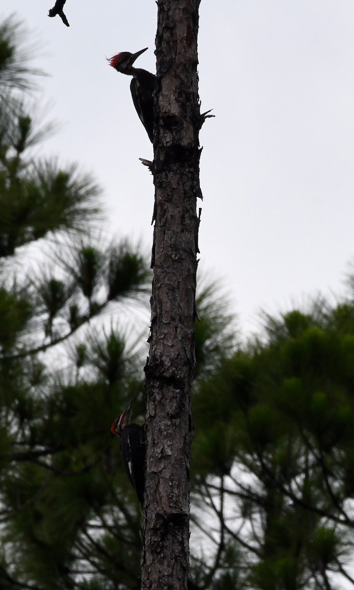 Pileated Woodpecker - ML60741771