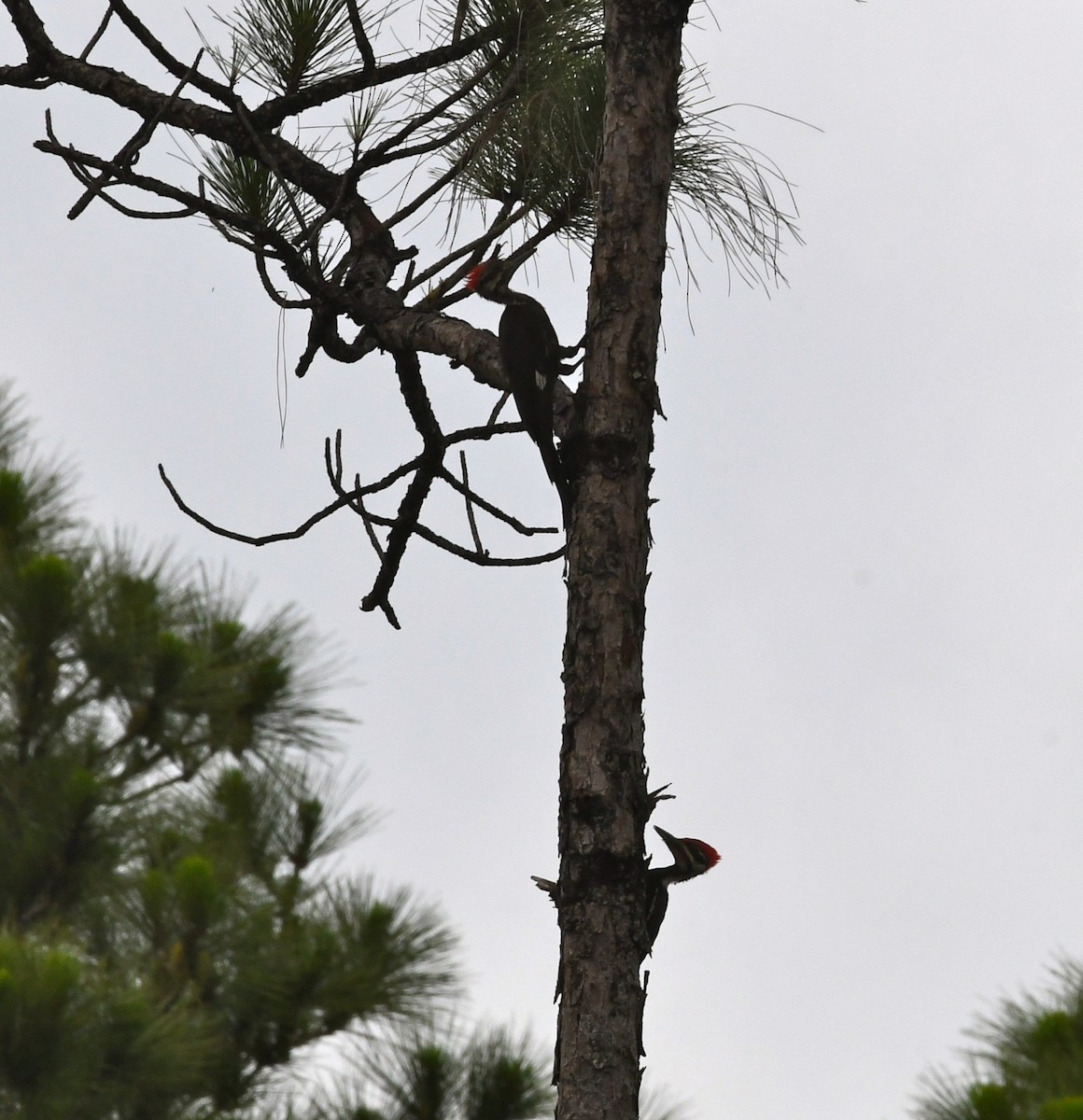 Pileated Woodpecker - ML60741811