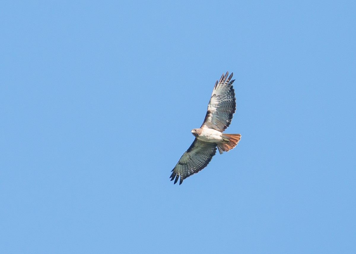 Red-tailed Hawk (fuertesi) - ML60741821